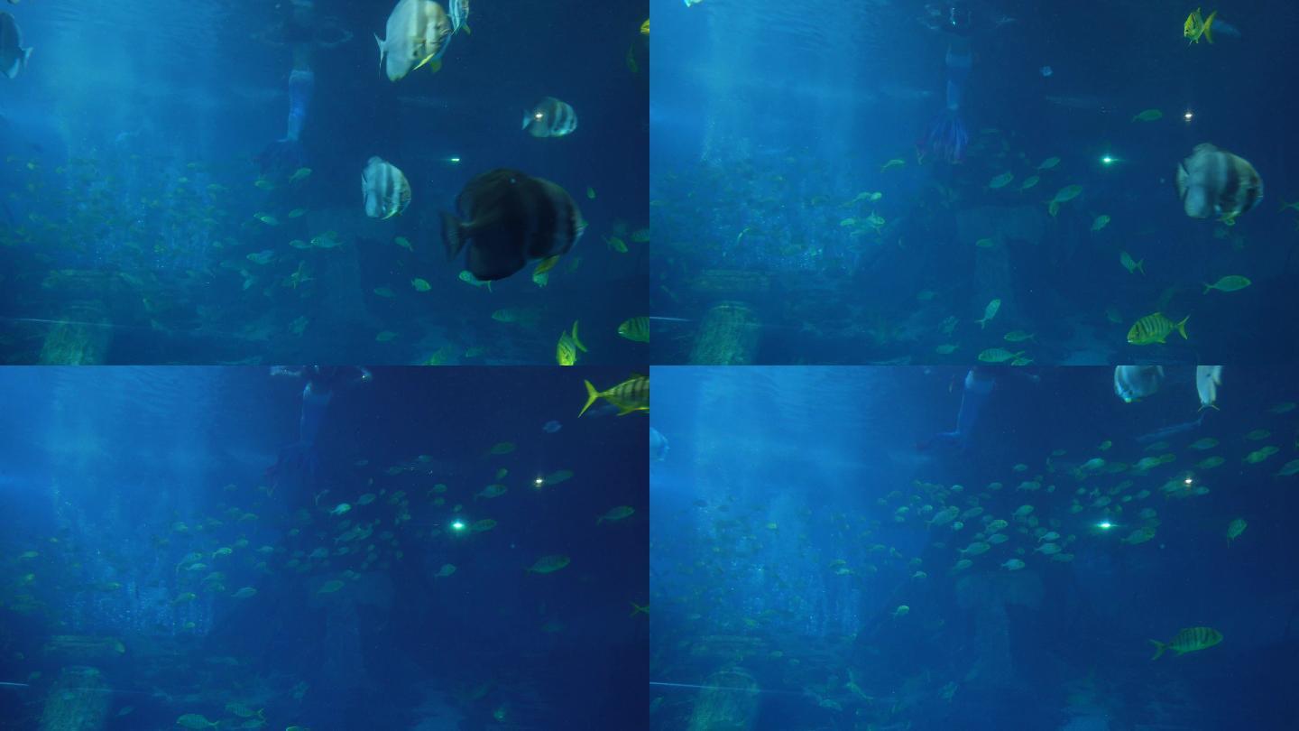 潜水员水下表演美人鱼海底 (6)