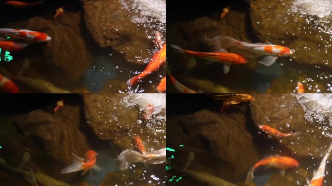 招财锦鲤鲤鱼观赏鱼 (3)