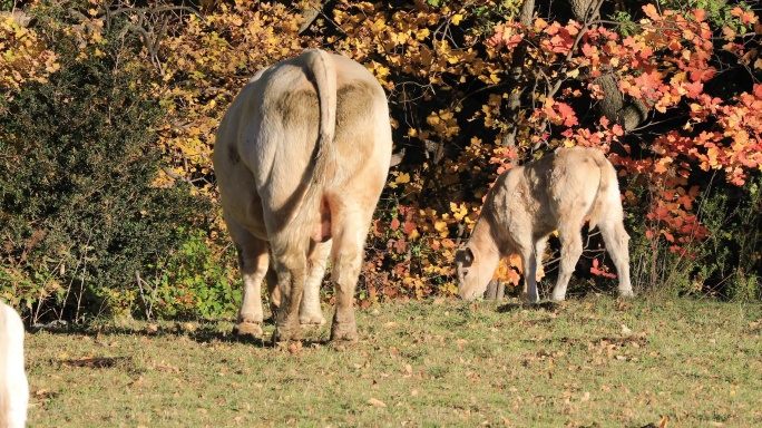 Bruna dels Pirineus，来自比利牛斯东南部的牛品种