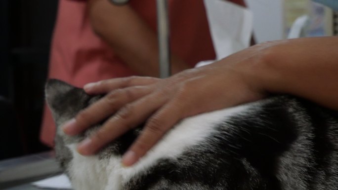 猫的颈部有脓性伤口，在手术室的手术台上躺着，有保姆照顾，准备兽医治疗