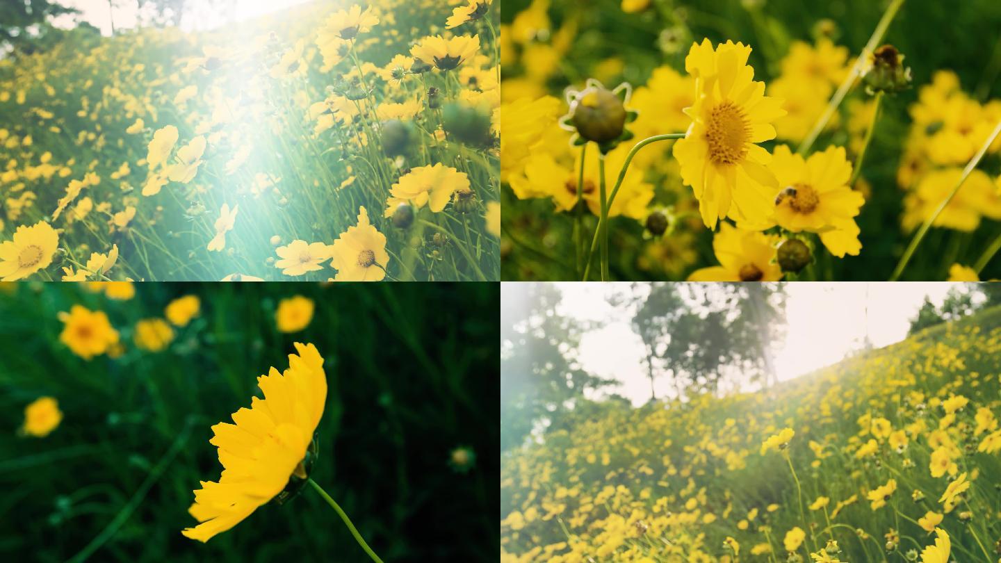 逆光黄色野花小花山坡野花视频素材