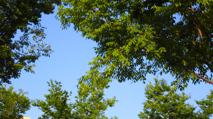 唯美 清新 夏日 风景 空镜