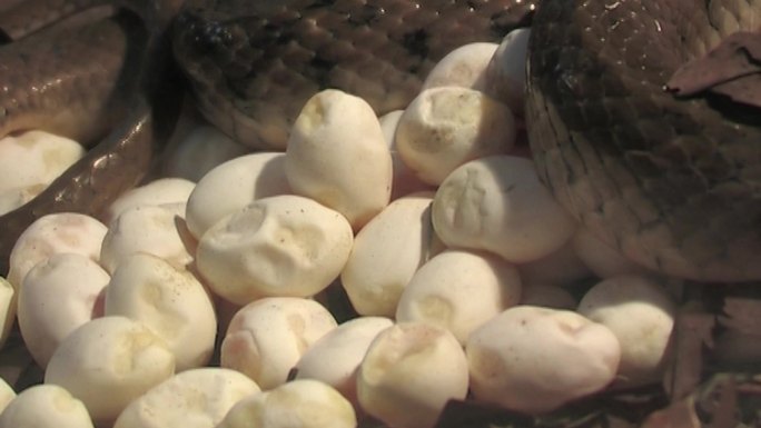 蛇卵孵化率蛇卵孵化