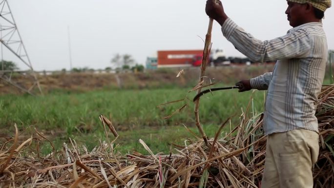 农民收割甘蔗作物外国农村外国人东南亚