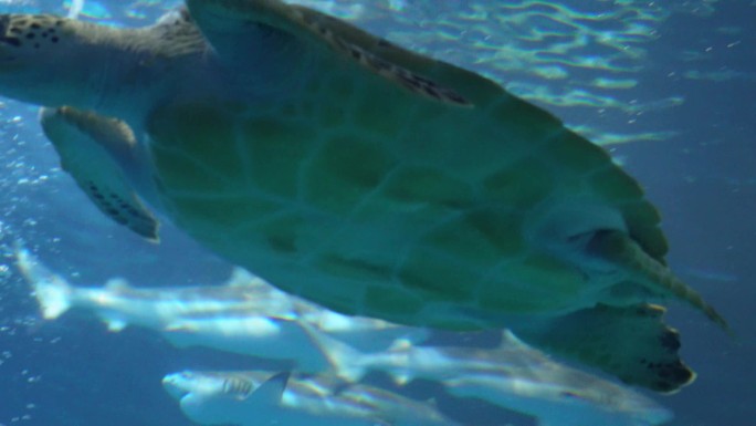 深海海龟乌龟水龟海底 (5)