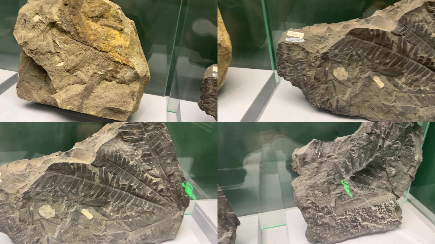 远古植物标本化石 (2)