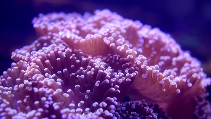 海葵海底生物浮动的生物海底世界