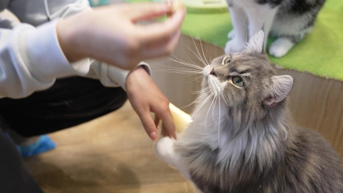 猫咖 喵星人 可爱 猫猫