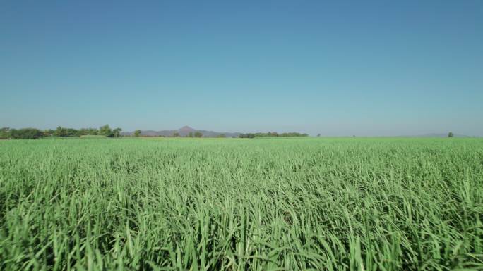 鸟瞰：蓝天下的甘蔗农田