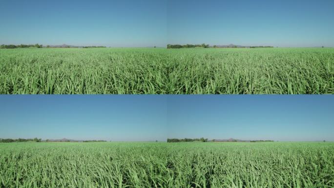 鸟瞰：蓝天下的甘蔗农田