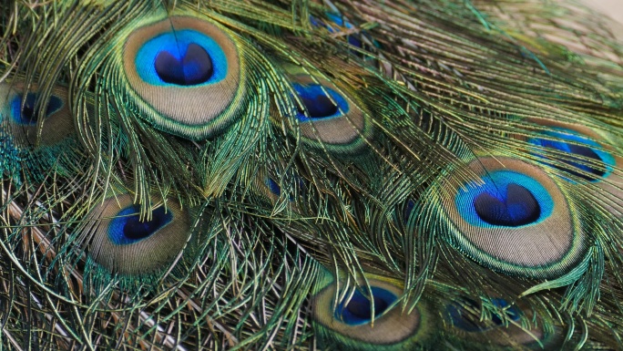 雄性印度孔雀。蓝色斑点