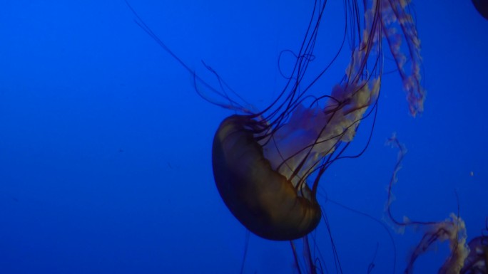 太平洋海刺水母海蜇海洋生物 (4)