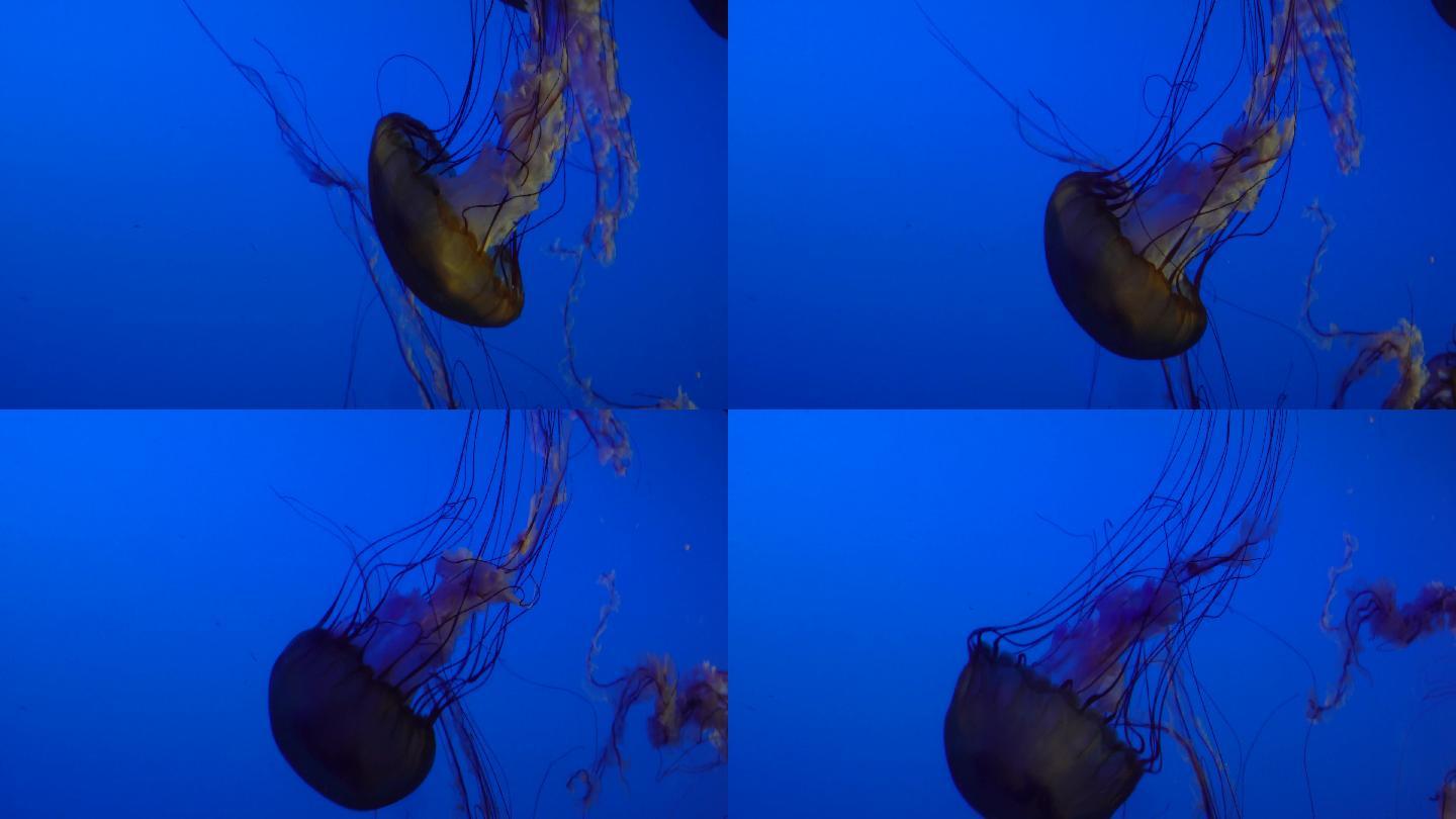 太平洋海刺水母海蜇海洋生物 (4)