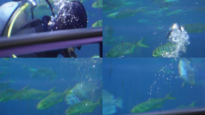 热带鱼观赏鱼深海鱼海洋馆 (3)