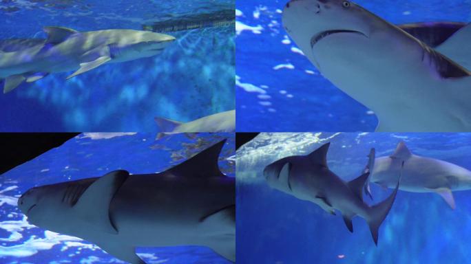 鲨鱼大白鲨凶猛鱼类深海 (2)