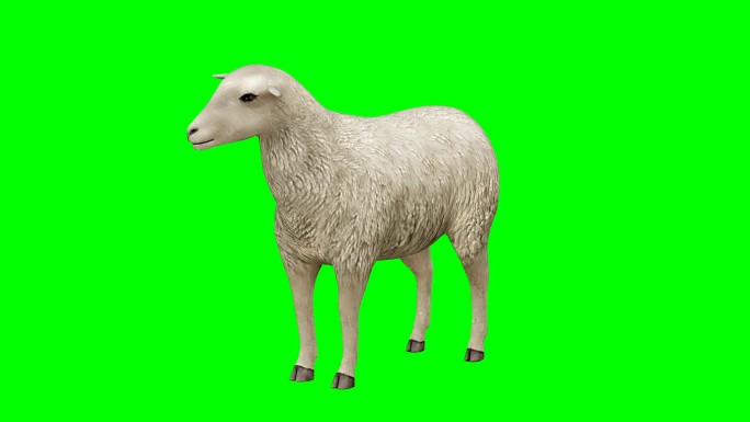 绵羊空闲绿屏（可循环）