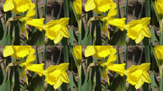 鲜花花朵黄色洋水仙进口花卉 (5)