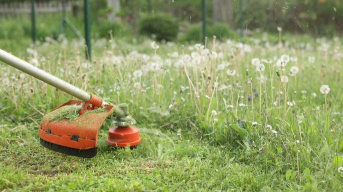 汽油草坪修剪机在阳光明媚的春天在后院修剪草坪和野花