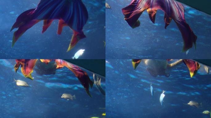 潜水员水下表演美人鱼海底 (2)