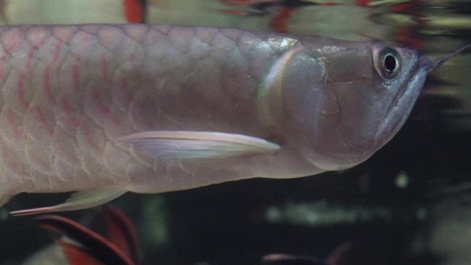 银龙鱼鱼鳞金龙鱼鱼缸 (2)