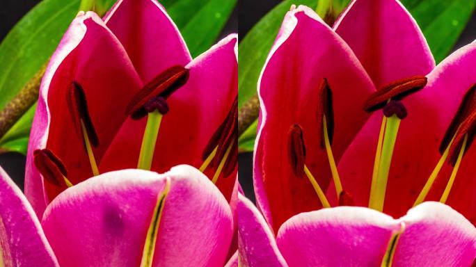 4k垂直时间点，百合花在黑色背景下绽放和生长。盛开的百合花。垂直时间间隔为9:16，手机和社交媒体就