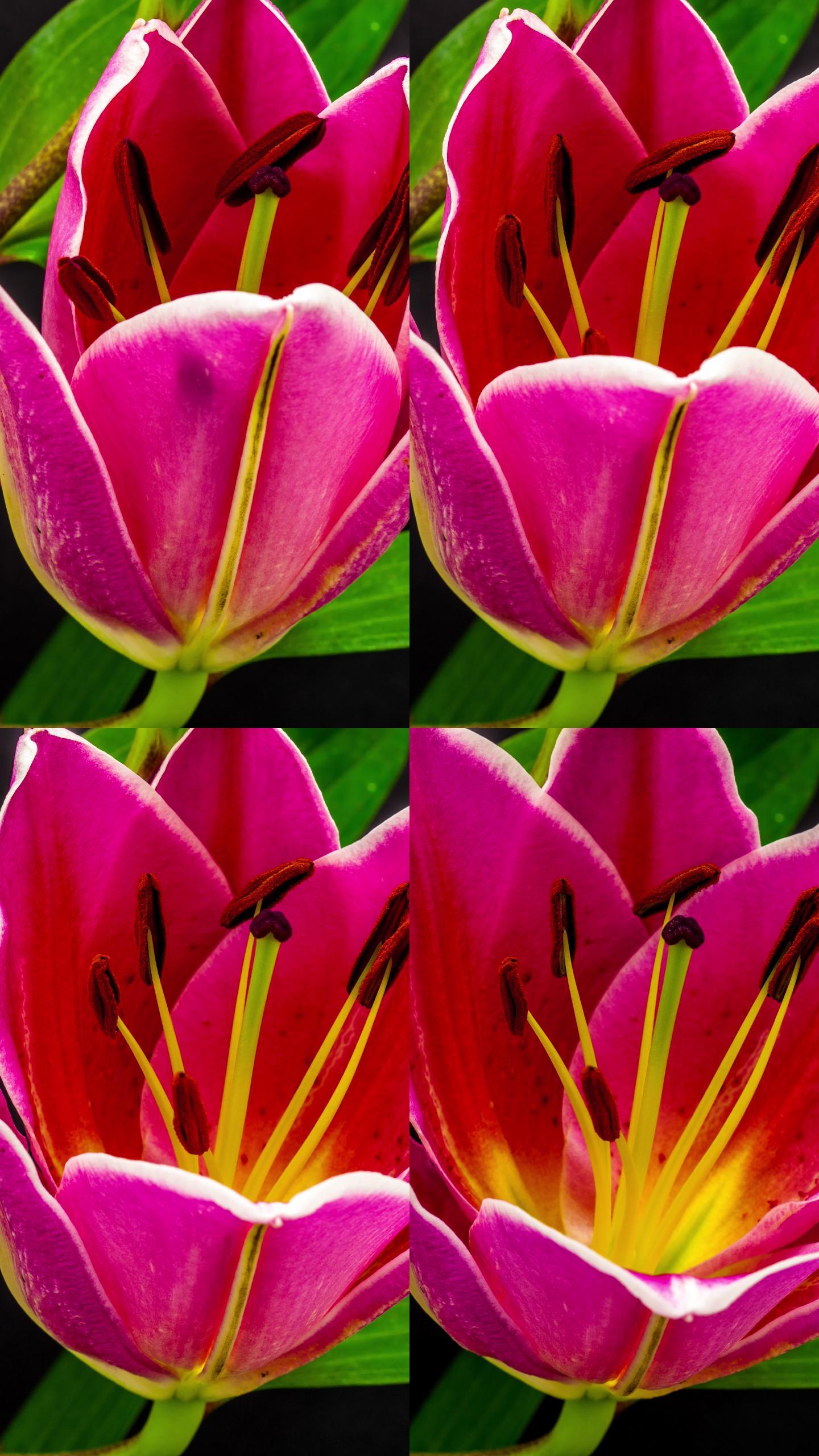 4k垂直时间点，百合花在黑色背景下绽放和生长。盛开的百合花。垂直时间间隔为9:16，手机和社交媒体就