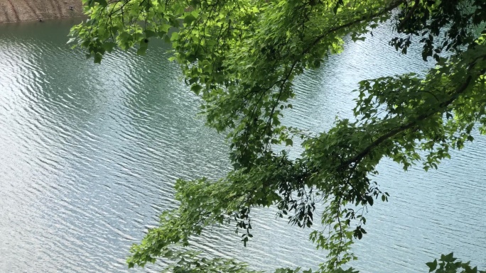 银杏 林间 湖面  风光  生态