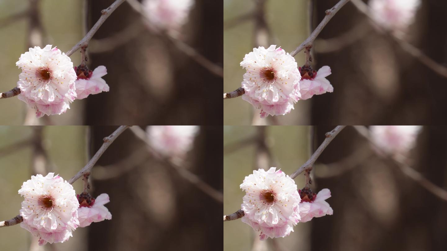 树枝上开放的粉红色桃花 (5)