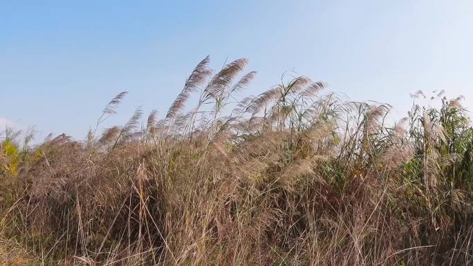 阳光植物，芦苇草丛