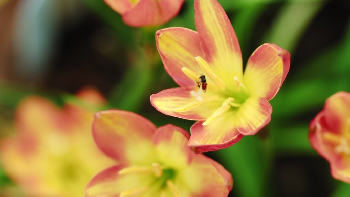 无刺蜜蜂或小蜜蜂的特写镜头是一种昆虫，它能帮助花授粉，使农民有好的产品。