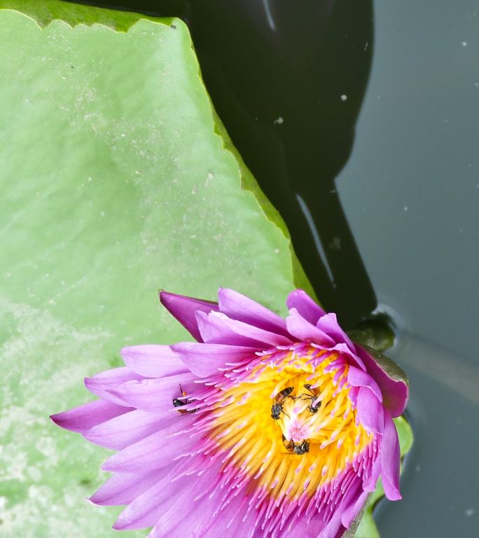 紫色的莲花和许多蜜蜂