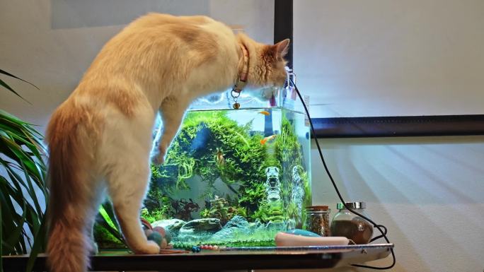 小猫鱼缸喝水