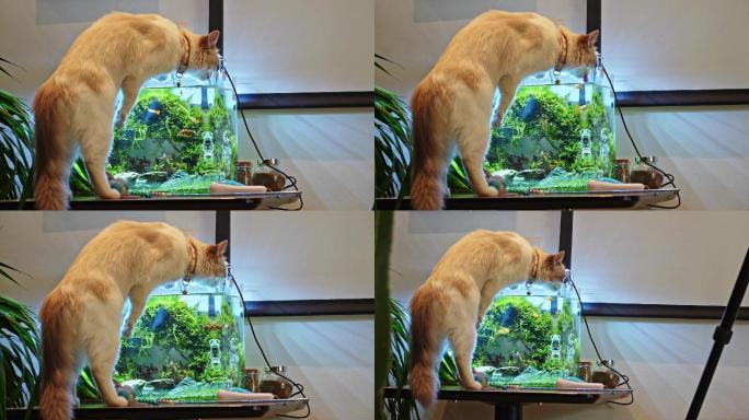 小猫鱼缸喝水