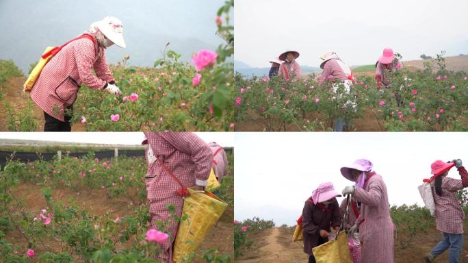 花农采摘玫瑰花实拍1080p素材