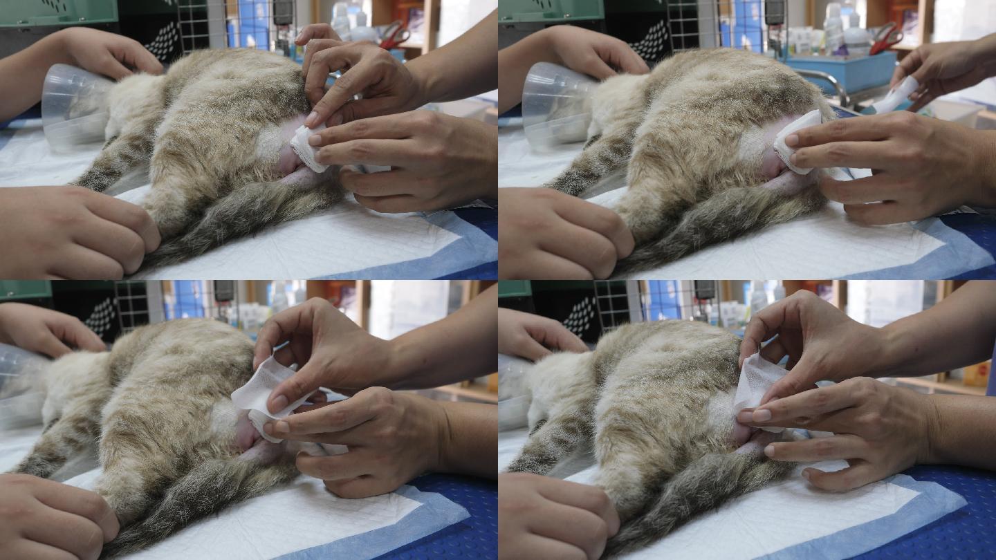 一位兽医正在治疗一只受伤的猫。