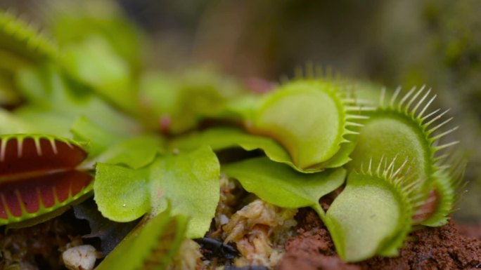 金星捕蝇器植物的宏观镜头