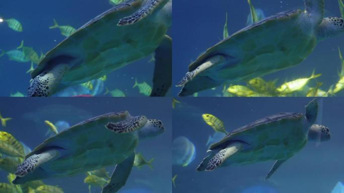 深海海龟乌龟水龟海底 (4)