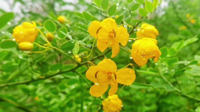 雨后水滴落在黄槐花和树叶上