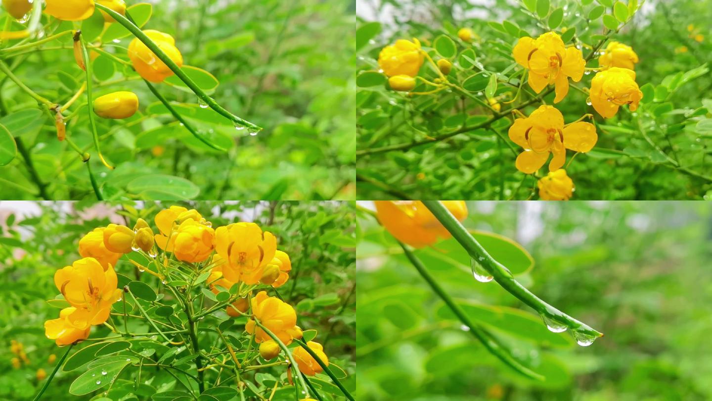 雨后水滴落在黄槐花和树叶上