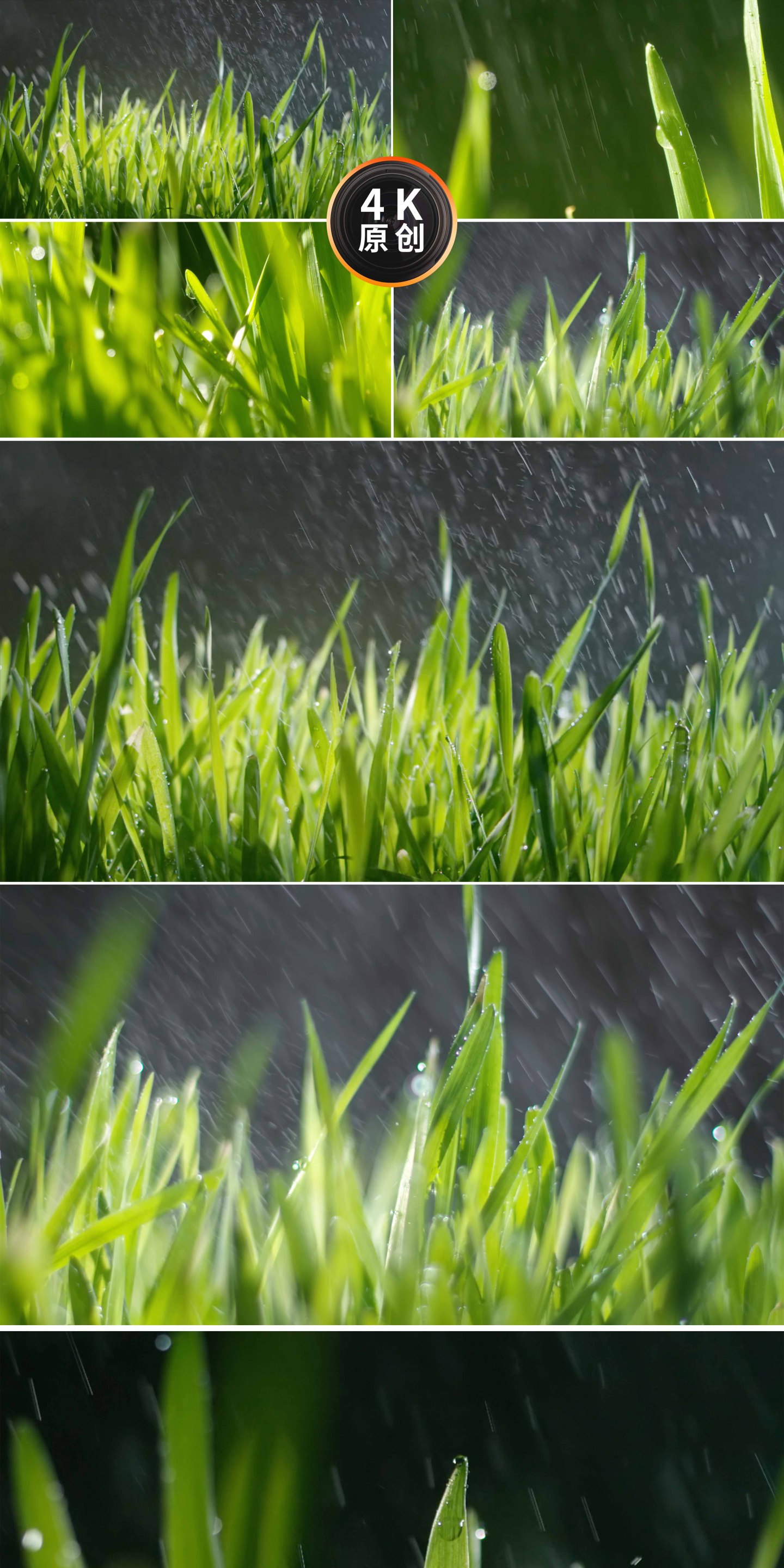 唯美春季雨季小麦苗下雨天