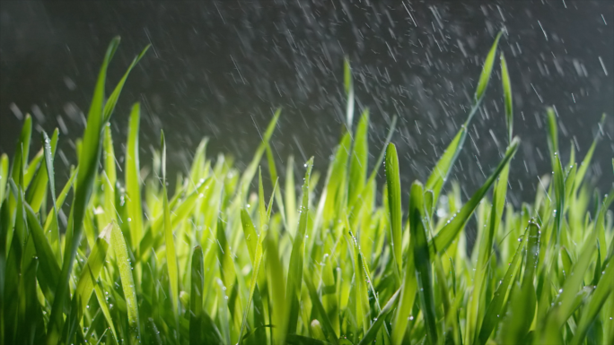 唯美春季雨季小麦苗下雨天