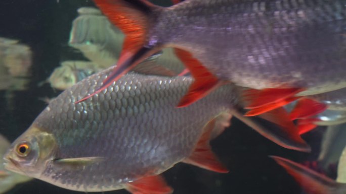 银龙鱼鱼鳞金龙鱼鱼缸 (1)