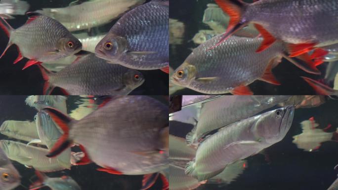银龙鱼鱼鳞金龙鱼鱼缸 (1)