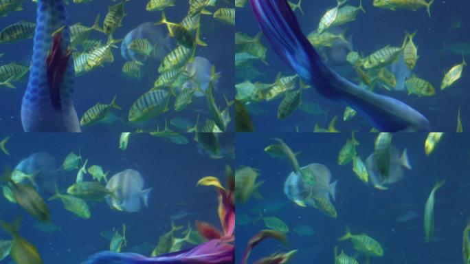 潜水员水下表演美人鱼海底 (1)