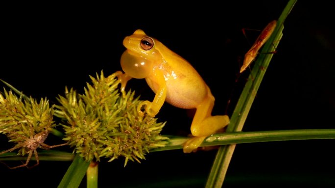 墨西哥矮树蛙矮树蛙特写动物世界