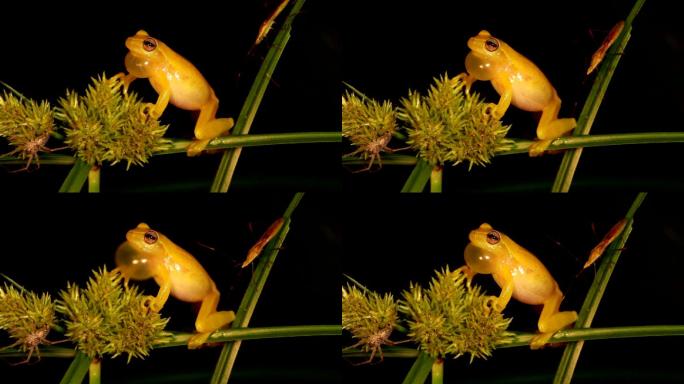 墨西哥矮树蛙矮树蛙特写动物世界