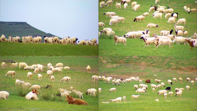 大草原 羊群牛群 广阔无垠 秀美景色