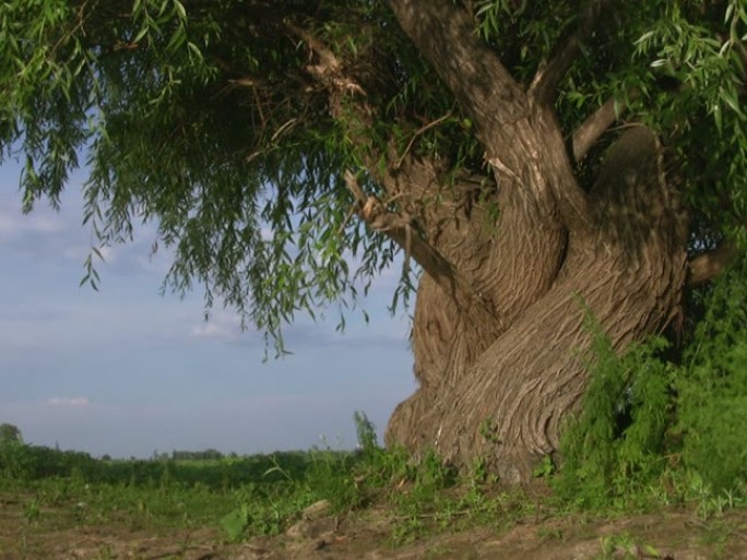 老垂柳自然风景