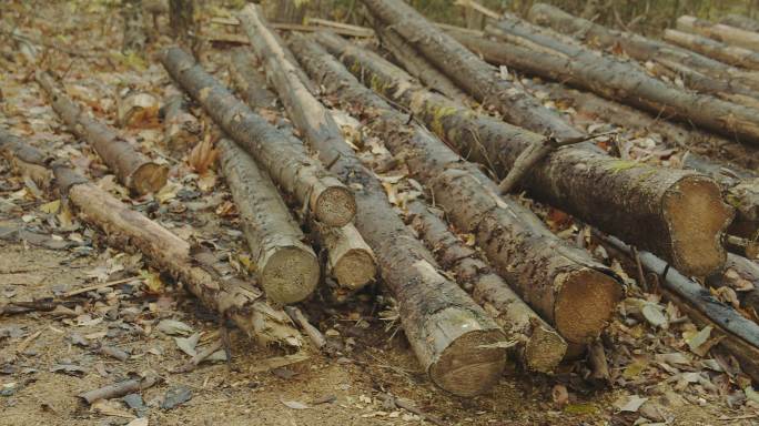 森林砍伐木材工业综合体。