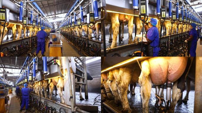 实拍奶牛牧场养殖场机器人工智能挤奶合集